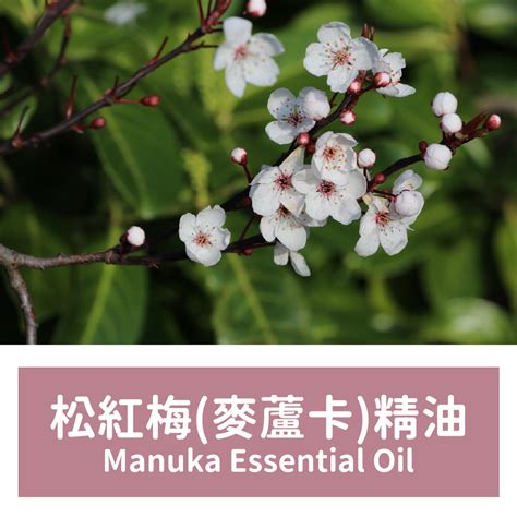 松紅梅 精油|松紅梅精油 Manuka 